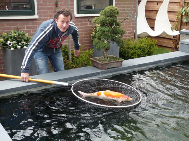 Koi worden geschept bij onderhoud van een koivijver