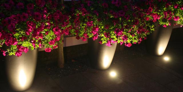 Bloeiende planten met tuinverlichting boven vijver in de avond